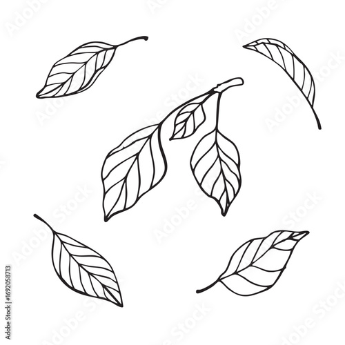Hand drawn outline floral clip art set of pear leaves. Doodle style. Design element for logo, icon, print, packaging. 
