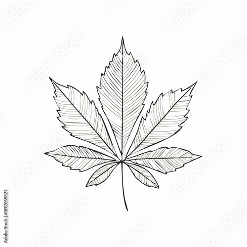 Elegant monochrome hand-drawn illustration of a distinctive five-lobed leaf, perfect for natural history designs, educational graphics, and organic art projects
