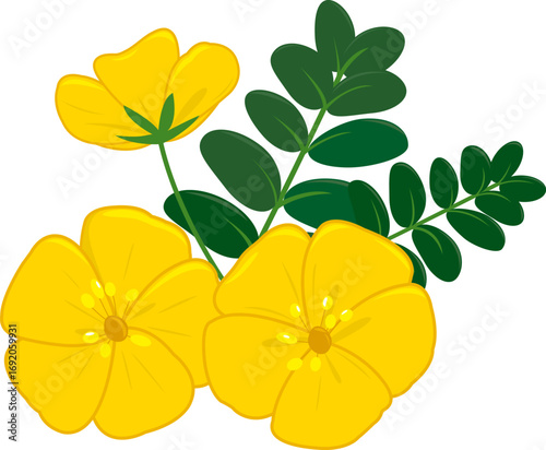 Yellow Tribulus Omanense flower. National flower of United Arab Emirates. Pretty yellow bloom, Dubai Gokhru desert flower in branch with leaves. Vector illustration