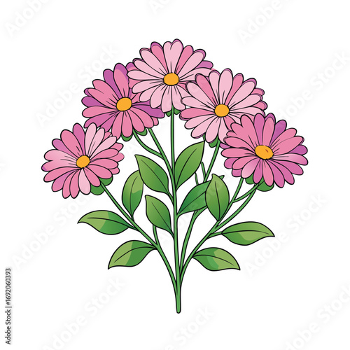 A vibrant cluster of aster flowers blooming beautifully on a clean white background for design projects