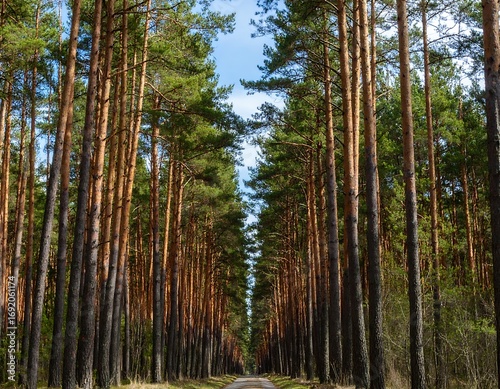 Pine trees line a path to the sky