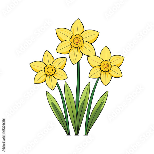 A vibrant group of yellow daffodils blooming beautifully on a clean white background