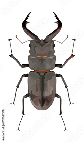 Top-down stag beetle illustration, large curved mandibles, segmented body, six legs
上面視のノコギリクワガタのイラスト、湾曲した大顎、分節化した体、六本脚、暗色の光沢外骨格