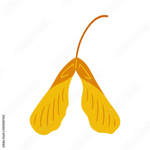 Seeds of sycamore maple tree, yellow and brown colors. Vector simple hand-drawn element on a white background for stickers, web design, and postcards