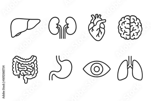 Set of icons representing human body organs and systems in simple line art style