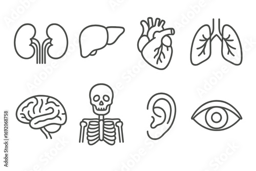 Outline icons of human organs: kidney, liver, heart, lungs, brain, skeleton, ear, eye