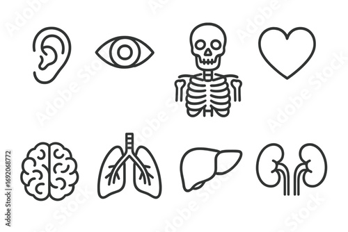 Essential human anatomy icons: ear, eye, skeleton, heart, brain, lungs, liver, kidneys