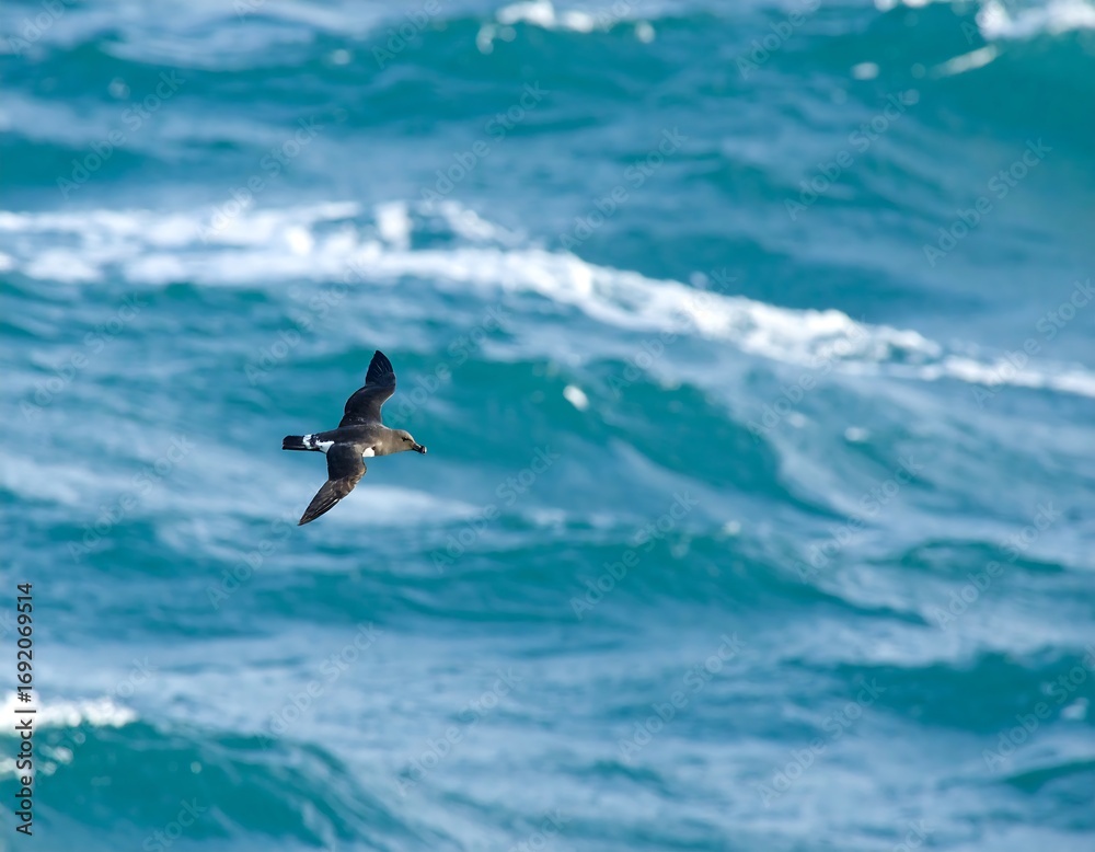 Fototapeta premium A dark-colored seabird soaring over a turquoise ocean