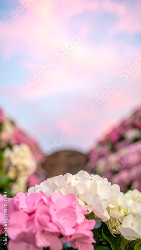Pink and white hydrangeas against a pastel sunset sky