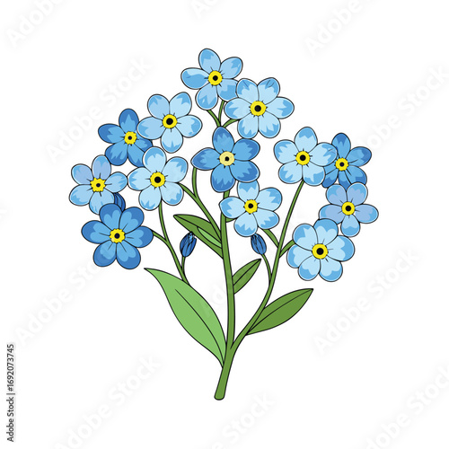 Delicate bunch of forget me not flowers artfully arranged on a clean white background
