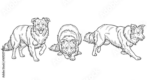 Three Border Collie dogs in different playful positions 