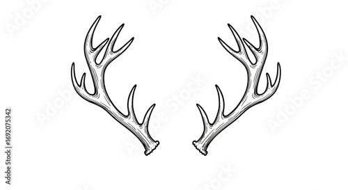 Detailed Black and White Illustration of Deer Antlers on a Clean White Backdrop