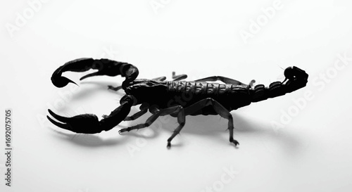 Dramatic monochrome close-up of a black scorpion with menacing claws and stinger