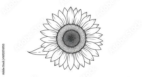 Elegant sunflower outline illustration against a clean white backdrop