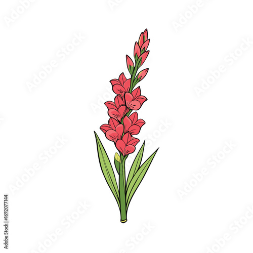 A single gladiolus flower stem with delicate petals and leaves on a clean white background