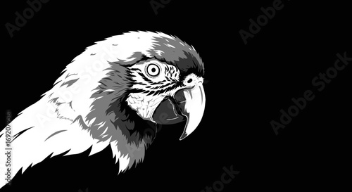 Monochrome illustration of a macaw parrot head on black background portrait