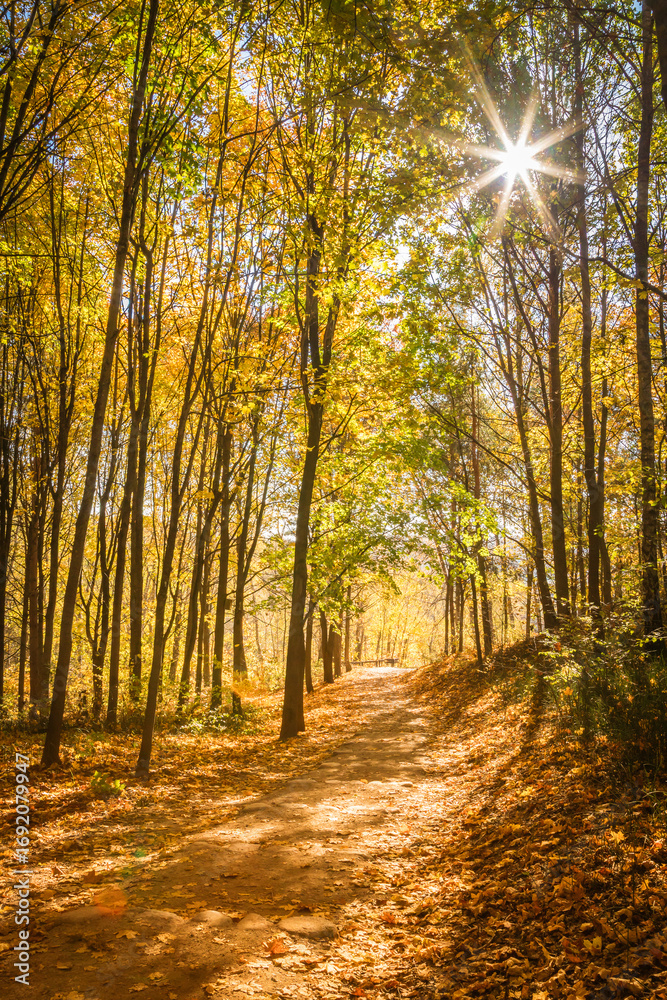 Fototapeta premium Forest path with sun flare through the trees during autumn, highlighting the beautiful and vibrant yellow foliage