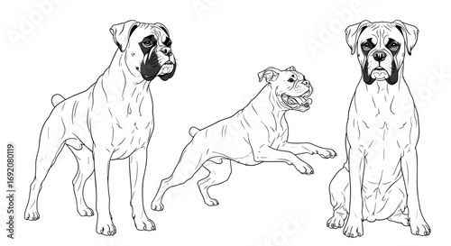 Three Boxer dogs in various poses: standing, jumping, and looking in black and white style
