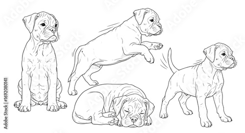 Four Boxer puppies in various poses: sitting, playing, jumping, and lying down in black and white style