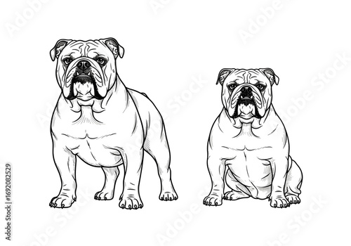 Two Bulldogs in different poses: one standing and one sitting in black and white style