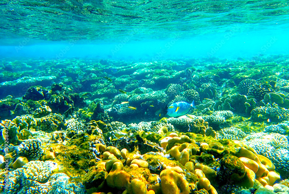 Fototapeta premium Shallow reef habitat in Red sea Egypt with lobed coral Porites, brain coral Diploria, finger coral