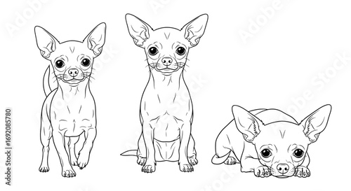 Chihuahua dog trio in various poses, including standing and lying down in black and white style