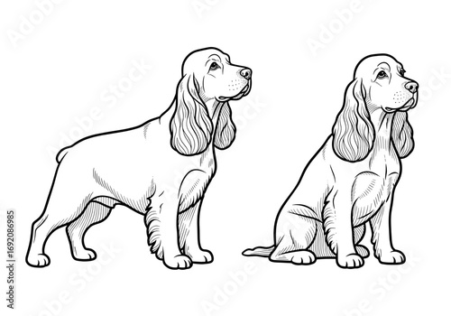 Cocker Spaniel dog, attentive mood, standing and sitting poses, veterinary illustration