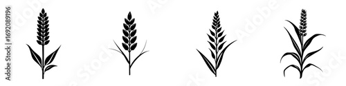 Elegant black-and-white vector illustration of wheat silhouettes showcasing different growth stages in a minimalist style