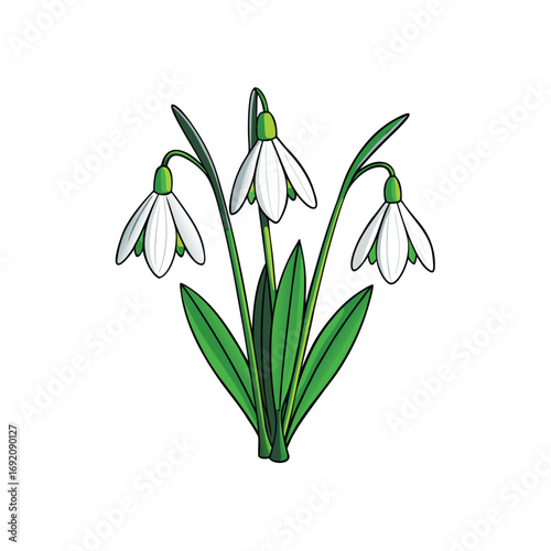 Delicate white snowdrop flowers blooming gracefully on a clean white background for spring design projects