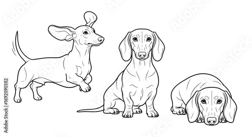 Three Dachshund dogs in different poses: jumping, standing, and lying down