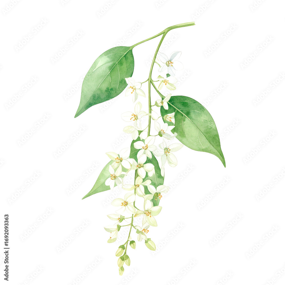 Fototapeta premium Delicate White Blossoms on Transparent Background