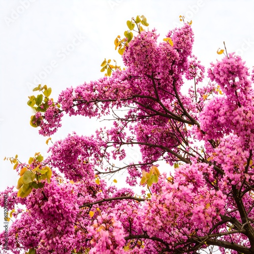 Pink blossoms fill the sky