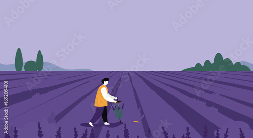 A person harvests lavender in a beautiful purple field, symbolizing agriculture, natural beauty, and rural life. Suitable for travel, lifestyle, or organic themes.