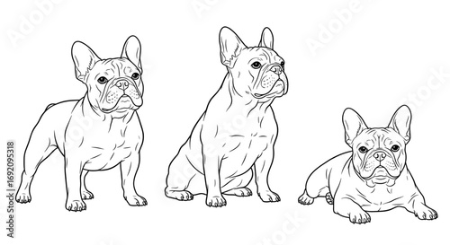 French Bulldog breed characteristics illustrated in three poses, line art style
