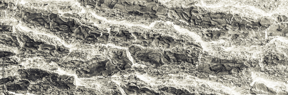 Naklejka premium White grey color tree bark texture abstract background