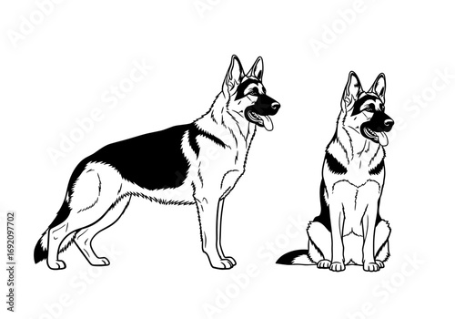 Two German Shepherds displayed in standing and sitting poses emphasizing their strong build and alert demeanor