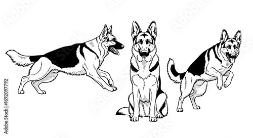German Shepherds displayed in various dynamic poses showcasing their agility and playful nature