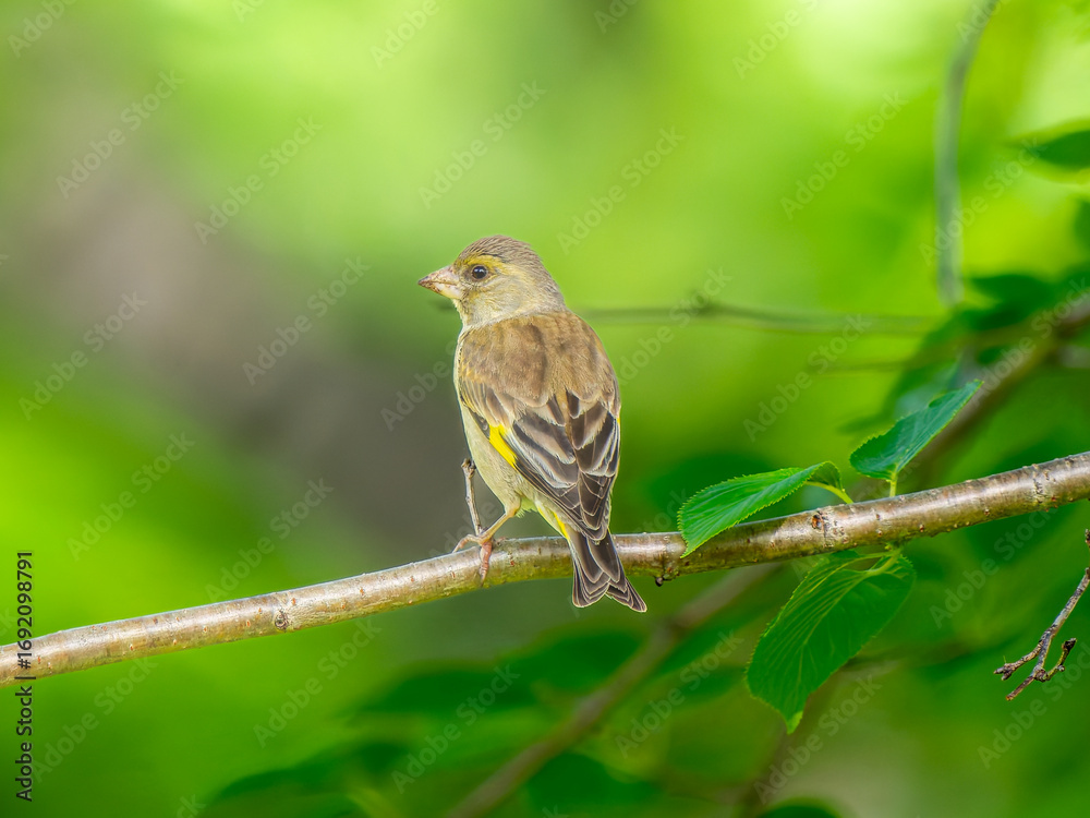 Fototapeta premium 枝にとまるカワラヒワ