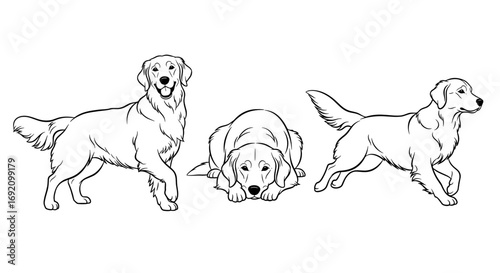 Golden Retrievers displayed in various playful poses highlighting their cheerful disposition and friendly nature