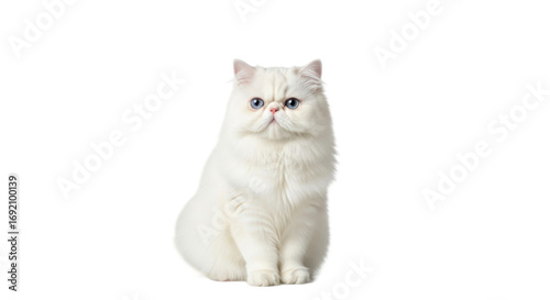 White cat sitting isolated