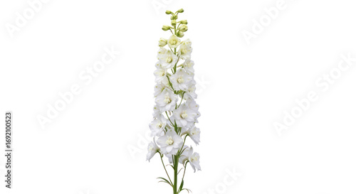 White delphinium flower isolated