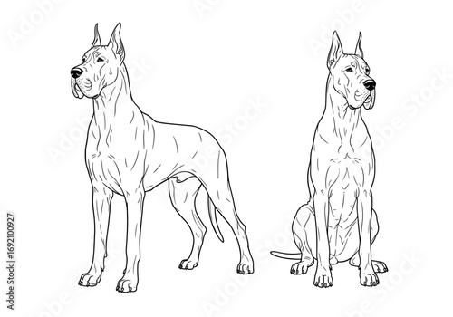 Great Danes depicted in standing and sitting poses showcasing their impressive stature and graceful demeanor