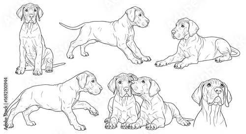 Great Dane puppies featured in various playful poses highlighting their adorable and lively personalities