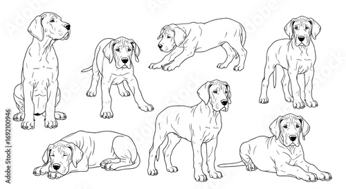 Great Dane puppies shown in various playful poses showcasing their adorable nature and energy