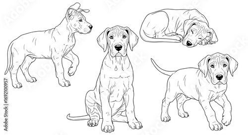 Great Dane puppies displayed in various adorable poses showcasing their playful and charming nature