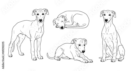 Greyhound puppies displayed in various adorable poses showcasing their playful and charming nature