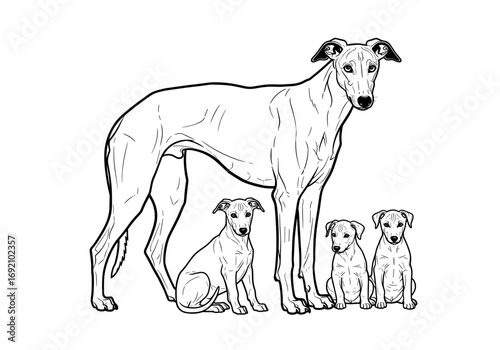 Adult Greyhound standing proudly with three puppies showcasing family bond and breed elegance