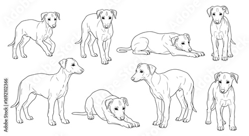 Greyhound puppies displayed in various poses showcasing their playful and energetic behavior