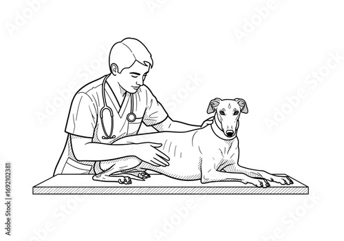 Veterinarian examining a Greyhound dog with care and professionalism in a clinical setting