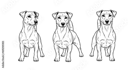 Russell Terriers standing in a playful mood for illustration concepts